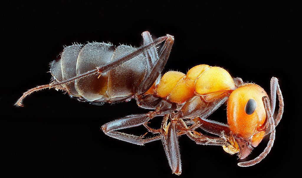 Ant Control service in Carson City, NV