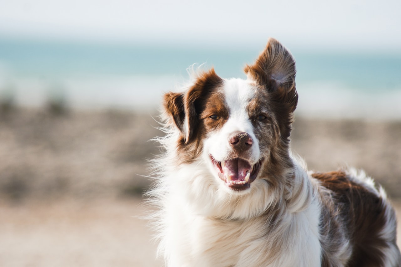 Flea & Tick Control service in Carson City, NV