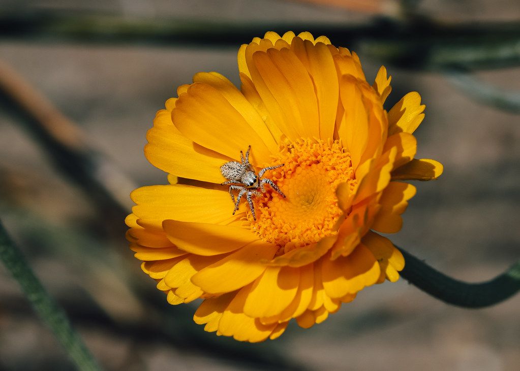 Spider Control service in Carson City, NV